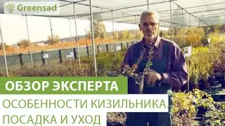 Особенности кизильника. Посадка и уход