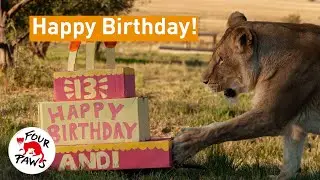 Happy 13th Birthday to Rescued Lioness Andi | FOUR PAWS USA