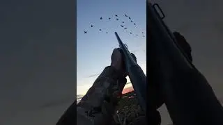 Охота на гуся. Только налёты. Только выстрелы. 