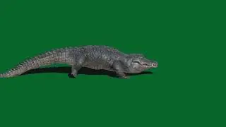 crocodile acting green screen video