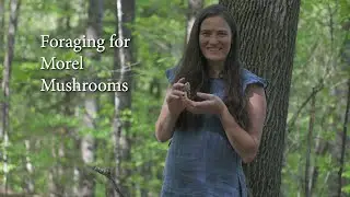 Morel Mushroom Hunting, Harvesting, and Identification (In Vermont)