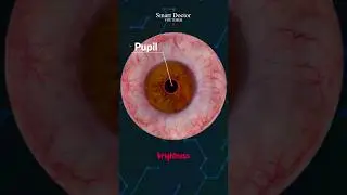The Human Eye: Adapting to Light and Capturing the World ⚡