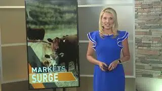 Record Cash Cattle Trade Fuels Boosts Cattle Markets