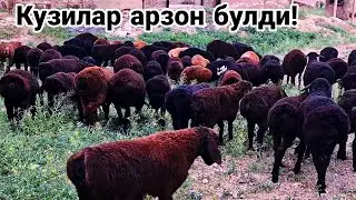Кузилар арзон булди!