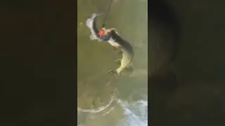 Вот как надо щуку ловить! 👍😂 голыми руками! 