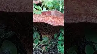Грибы часть 2