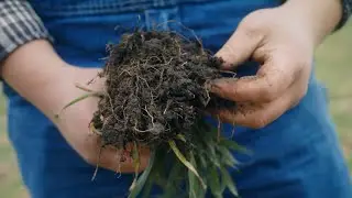 Cover Crops Build Healthy Soil at Rohl Farms