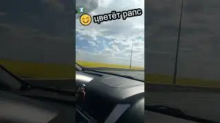 😊когда цветёт рапс 