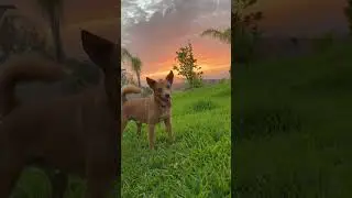 The Doge is in a groove