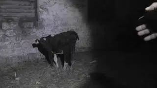 КАК ВОЛКИ РВУТ ТЕЛЯТ НА ФЕРМЕ...HOW WOLVES TEAR UP CALVES ON A FARM