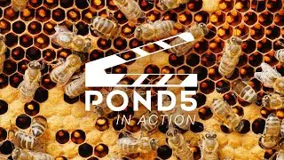 Pond5 in Action: FPV Honey Bee