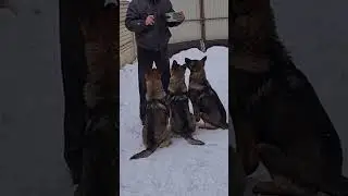 Воспитание щенка, развитие внимательности. Puppy training. Development of attention. 
