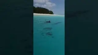 dolphins by the sea