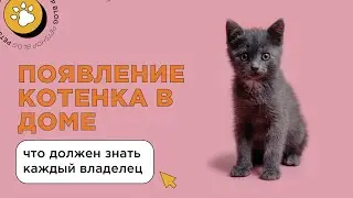 Появление котенка в доме: что должен знать каждый владелец? Распорядок дня и уход за котенком