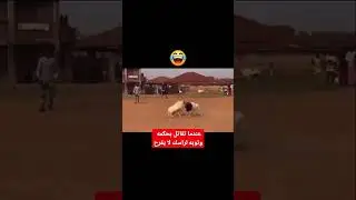 animals funy