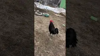 Накинулся петух. Упал в грязь. Кайф