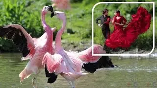 Tango flamingos