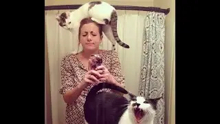 😺 Cat madhouse! 🐈 Funny video with cats and kittens for a good mood! 😸