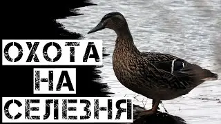 Охота на селезня с подсадной. 2-ая ЗОРЬКА. Весенняя охота 2023.