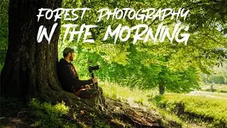 Tips for Photographing the Forest in the Morning Light