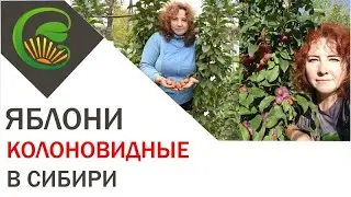 Колоновидные яблони в Сибири
