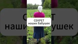 Секрет урожая от наших бабушек!  