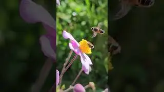 Даже у мухи не выдержали нервы стоять в очереди. Это не пчёлы, это мухи-журчалки