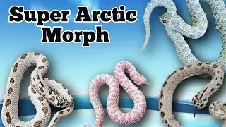 The Super Arctic Morph and Gene Combinations in Hognose Snakes