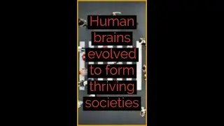 Human brains evolved to form thriving societies