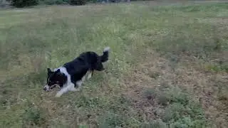 Mind the Dog Warden Herding