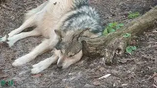 What Do You Think Maus the Wolf Is Dreaming About?