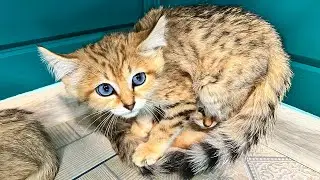 SAND CATS were thrown to me.