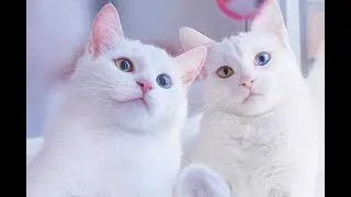 Као мани