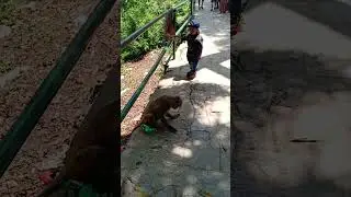 Monkey Acrobatics - Incredible Parkour Skills