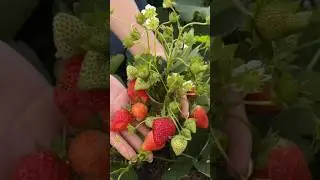 А у нас новый урожай клубники.  Такая вкуснятина осенью 