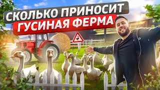 Бизнес в деревне. Как выращивать гусей. Гусиная ферма