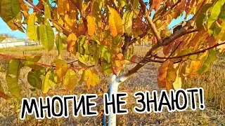 Многие не знают ЗАЧЕМ осенняя побелка деревьев! Убережет деревья зимой!