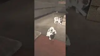 My Crazy Baby Kittens