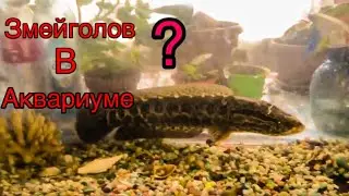 КОРМЛЮ СВОЕГО ПИТОМЦА , ЗМЕЙ ГОЛОВ В АКВАРИУМЕ !!!!