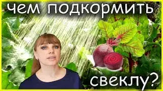 Зачем поливать СВЕКЛУ СОЛЬЮ? Чем подкормить свеклу?