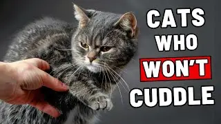 SHOCKING Reason Your Cat Won't Cuddle! How to Fix It