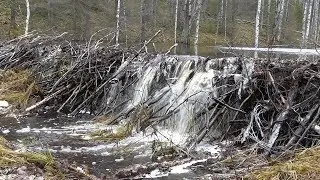 Закрытие осеннего сезона 2019/в поисках бобра/1 часть
