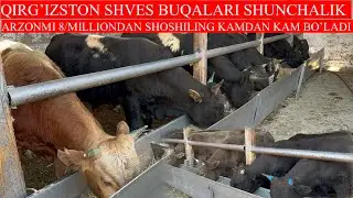 QIRG’IZSTON SHVES BUQALARI SHUNCHALIK ARZONMI 8/MILLIONDAN SHOSHILING KAMDAN KAM BO’LADI BUNAQASI