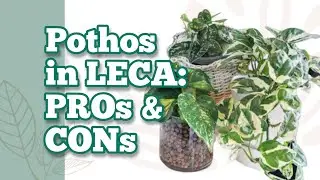 POTHOS in LECA: PROS & CONS (experimenting with semi hydroponics + house plants) |@MyWastelessLife