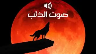 🐺 صوت الذئب بالليل - مخيف و مشوق