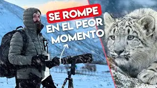 COMPLICACIONES con el LEOPARDO DE LAS NIEVES 🥵