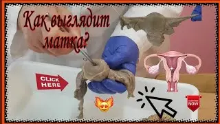 Матка женщины.
