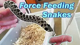 How to Force Feed a Snake