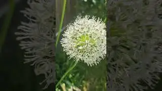 Мой огород сегодня.