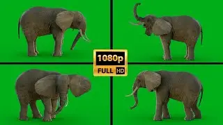 Elephant 3D Animation on Green Screen Background Video